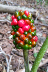 Arisaema dracontium
