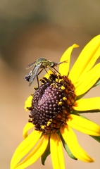 Lepidophora lepidocera