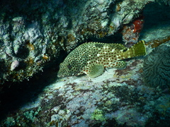 Epinephelus adscensionis