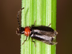 Silinae