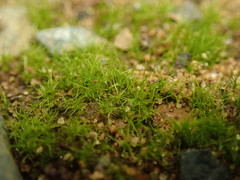 Trichodon cylindricus