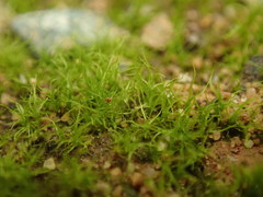 Trichodon cylindricus