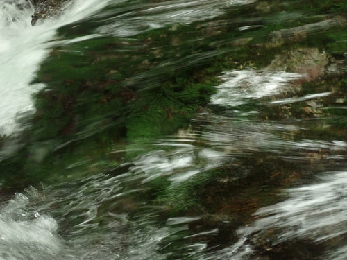 Image of Fissidens grandifrons by no rights reserved