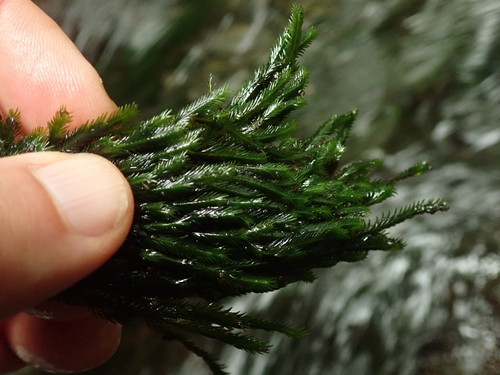 Image of Fissidens grandifrons by no rights reserved