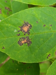 Mycosphaerella fraxinicola