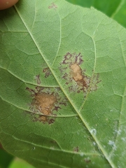 Mycosphaerella fraxinicola