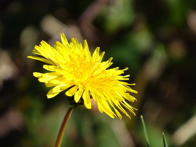 Diente de león