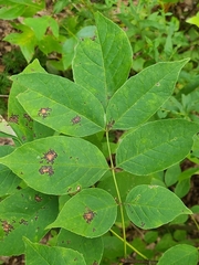 Mycosphaerella fraxinicola