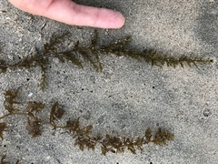 Sargassum hemiphyllum