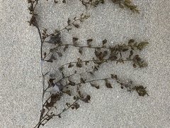 Sargassum hemiphyllum