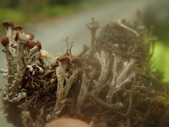 Cladonia cariosa