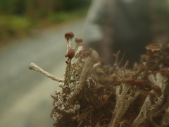Cladonia cariosa