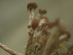 Cladonia cariosa