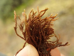 Schistidium papillosum