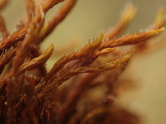 Schistidium papillosum