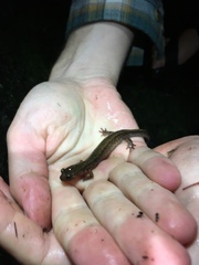 Plethodon dunni