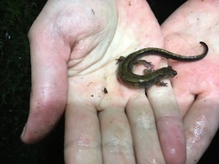 Plethodon dunni