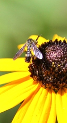 Lepidophora lepidocera