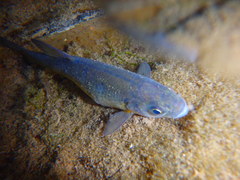 Alburnoides eichwaldii