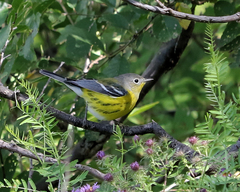 Setophaga magnolia