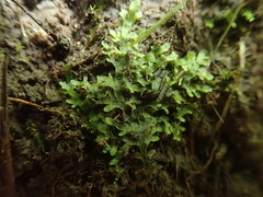 Riccardia chamedryfolia