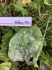 Podosphaera fuliginea