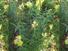 Linaria vulgaris