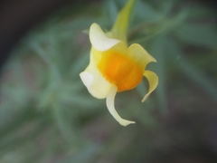 Linaria vulgaris