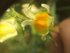 Linaria vulgaris