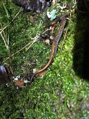 Plethodon sherando