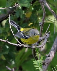 Setophaga magnolia