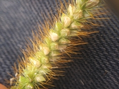 Setaria