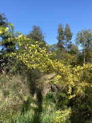 Acacia verticillata
