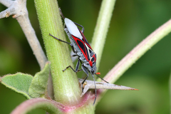 Anochrostomus formosus