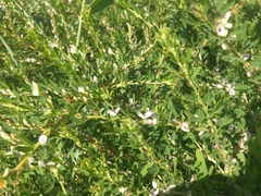 Lespedeza