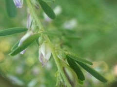 Lespedeza