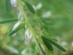 Lespedeza
