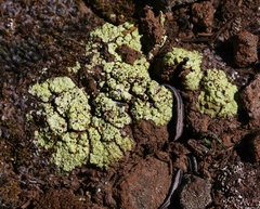 Acarospora schleicheri image