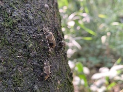 Graphisurus triangulifer