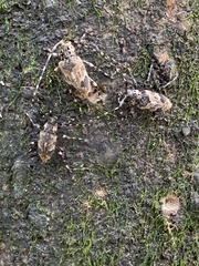 Graphisurus triangulifer