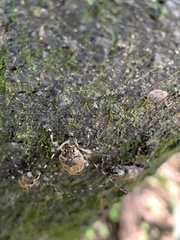 Graphisurus triangulifer