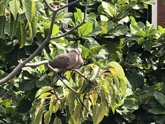 Streptopelia chinensis