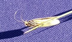 Philobota protecta
