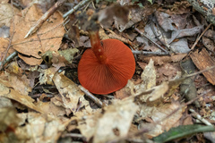 Cortinarius harrisonii