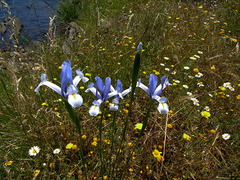 Iris xiphium