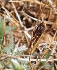 Philobota protecta