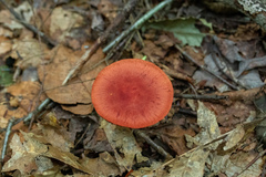 Cortinarius harrisonii