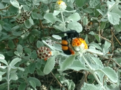 Pygodasis ephippium ephippium