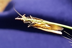 Philobota protecta