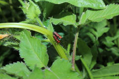 Rhodobaenus sanguineus